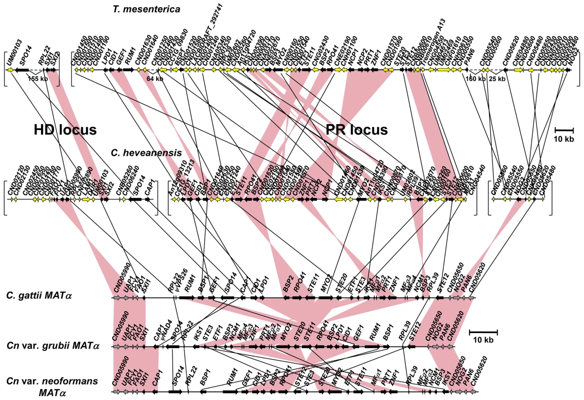 Synteny between <i>MAT</i> locus regions of <i>C. heveanensis</i>, <i>T. mesenterica</i>, and α alleles of <i>C. neoformans</i> var. <i>neoformans</i>, <i>C. neoformans</i> var. <i>grubii</i>, and <i>C. gattii</i>.