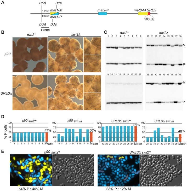 SRE3-independent effects of Swi2 on donor choice.