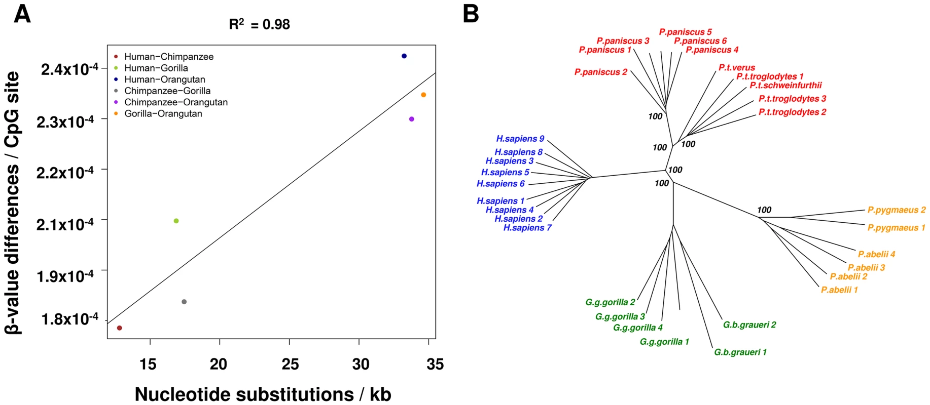 Methylation patterns mimic sequence based phylogenetic relationships.
