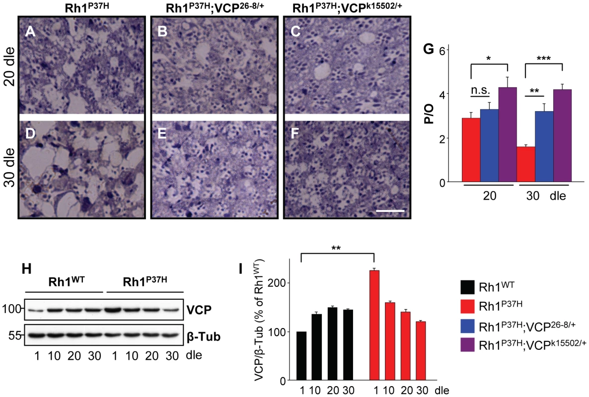Suppression of <i>Rh1<sup>P37H</sup></i>-induced retinal degeneration by <i>VCP</i> loss-of-function alleles.