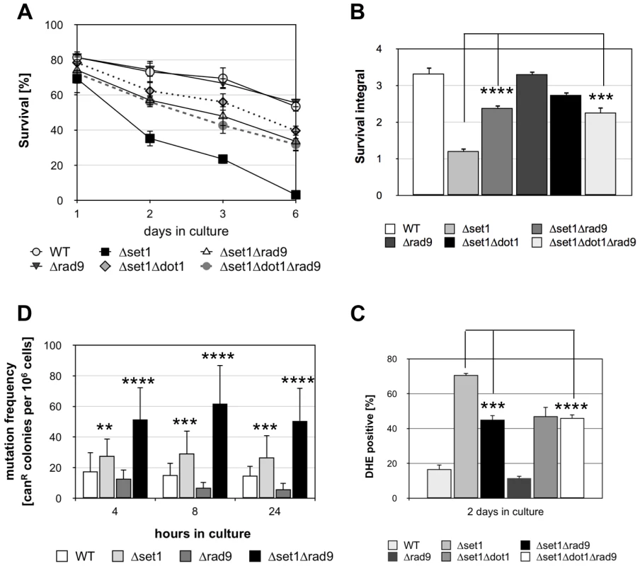 Disruption of <i>SET1</i> accelerates genome instability and Rad9p is required for apoptosis of <i><i>Δ</i>set1</i> cells.