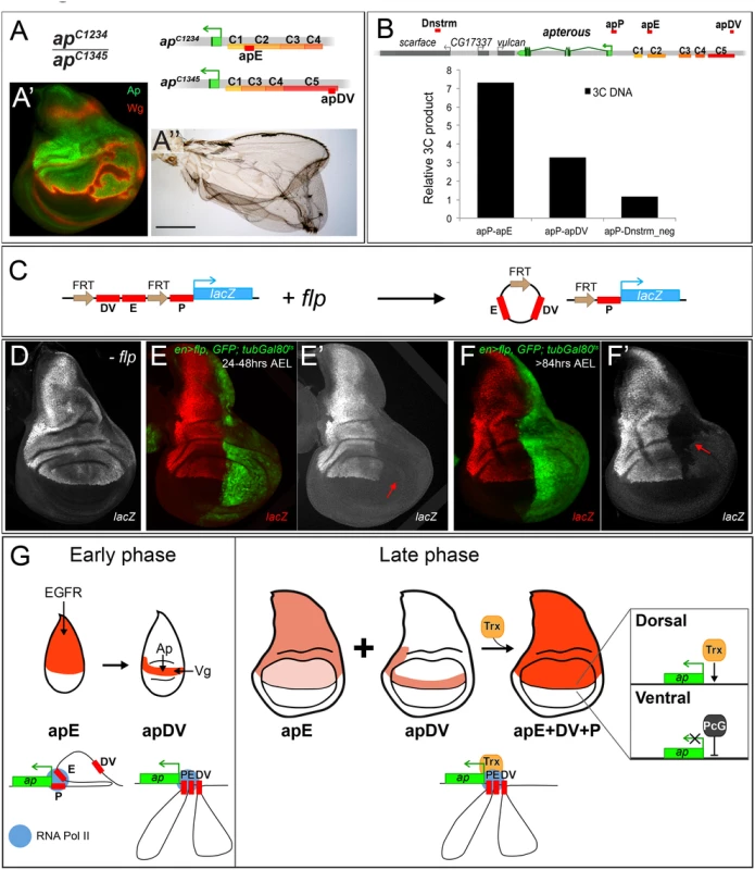 Evidence for genetic and physical interaction between apDV, apE and apP.