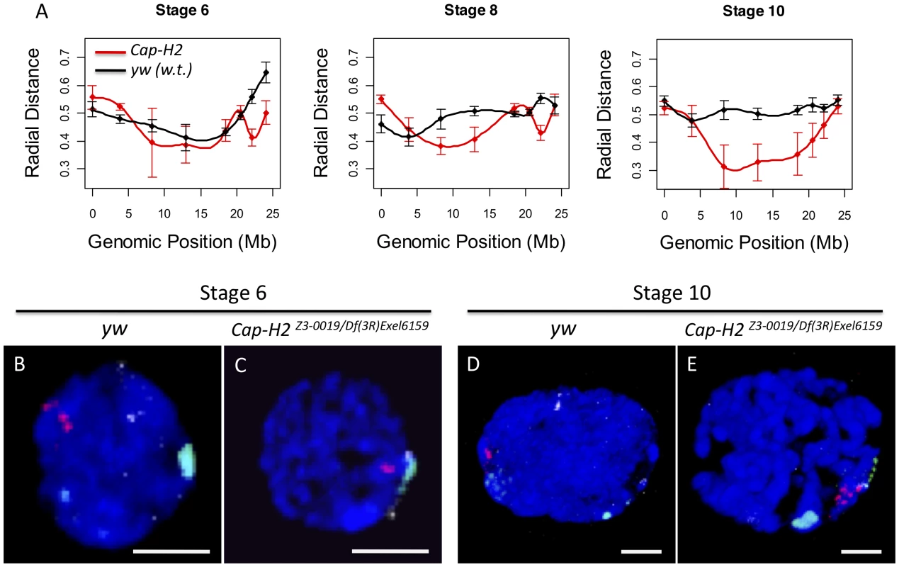 Condensin II inhibits the Rabl conformation.