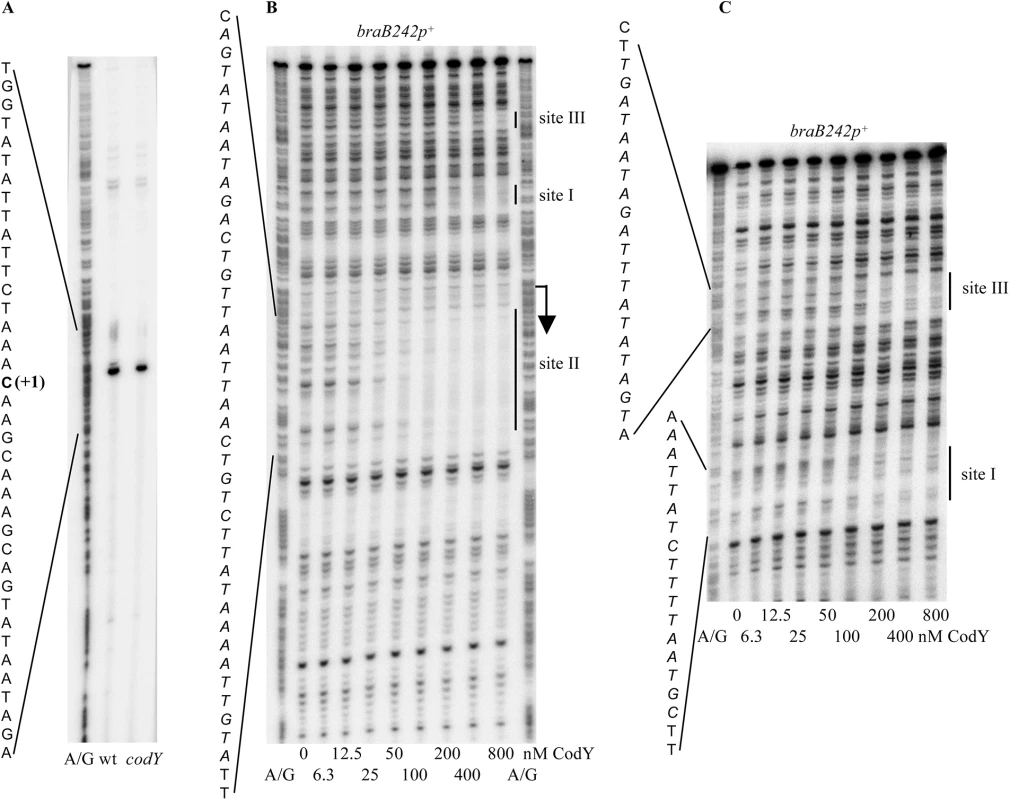 Determination of the <i>braB</i> transcription start point and CodY-binding regions.
