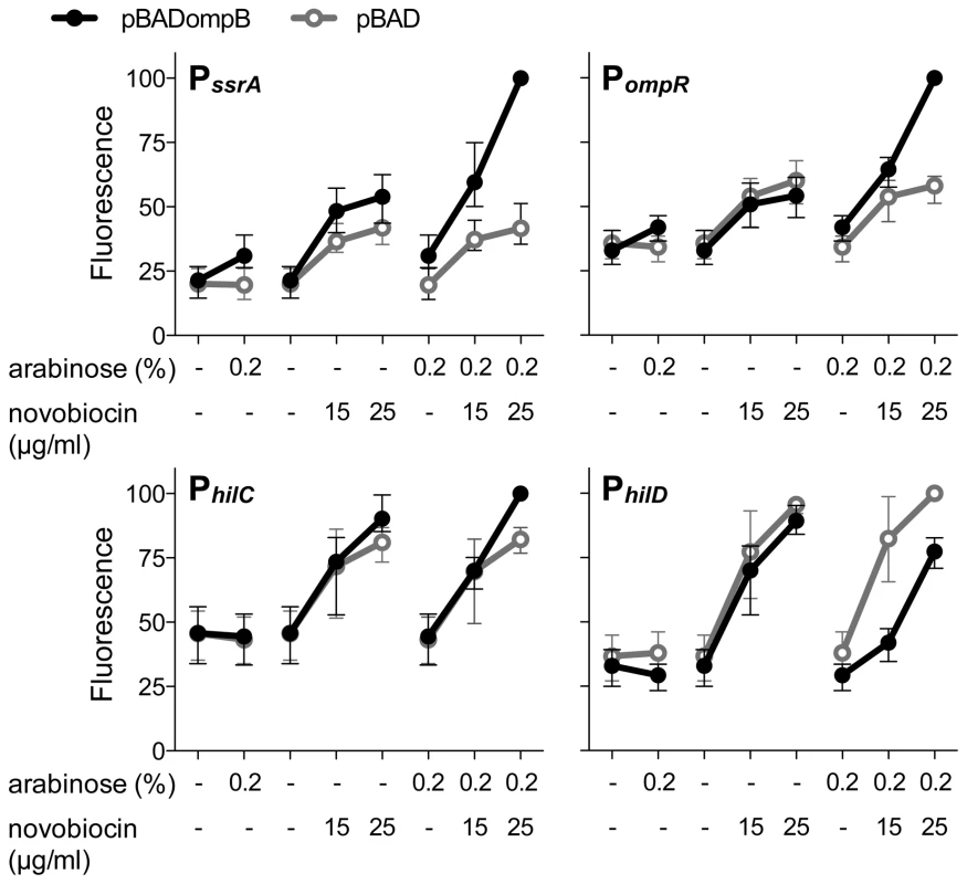 The relative contributions of OmpR and DNA relaxation to promoter activity.