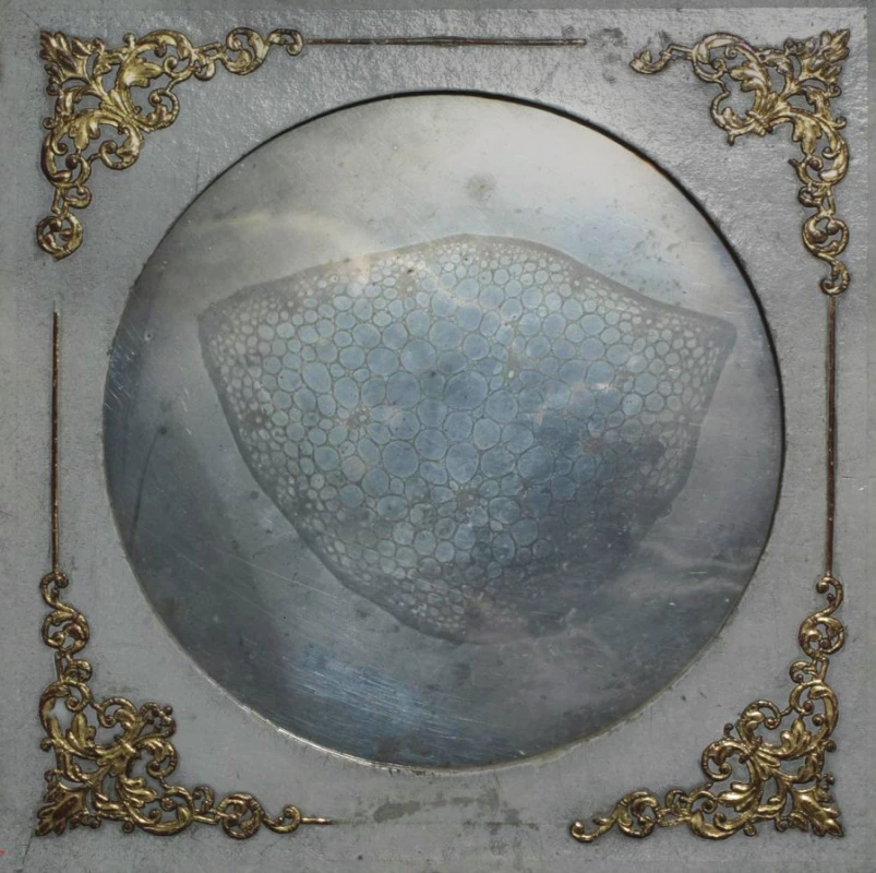 Staškova mikrodaguerrotypie „Řez stvolem rostliny“ z r. 1840, průměr obrazu 148 mm (uložena v Národním technickém muzeu v Praze).