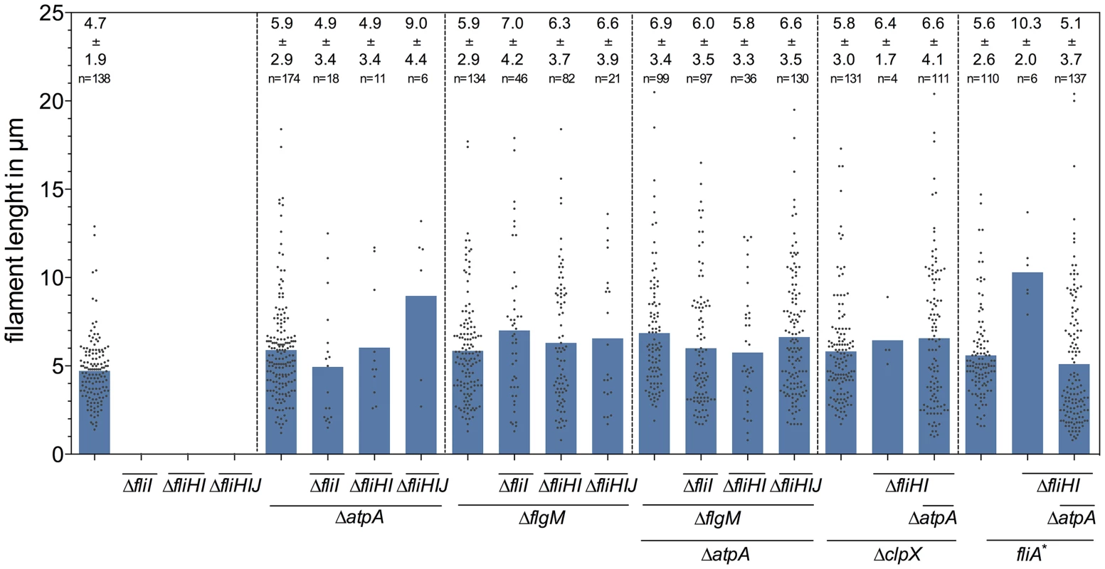 Lengths of flagellar filaments in <i>fliHIJ</i> mutants.