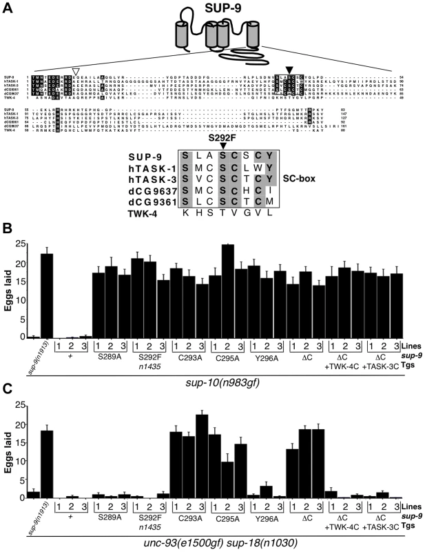 <i>sup-9(n1435)</i> is mutated in a conserved SC box at the C-terminus of two-pore domain K<sup>+</sup> channels.