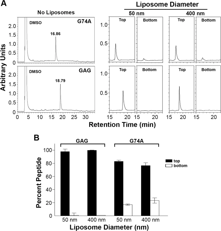 Mutant p15HPpep containing substitutions that disrupt the helix-loop-helix conformation partition into liposome membranes indiscriminate of membrane curvature.