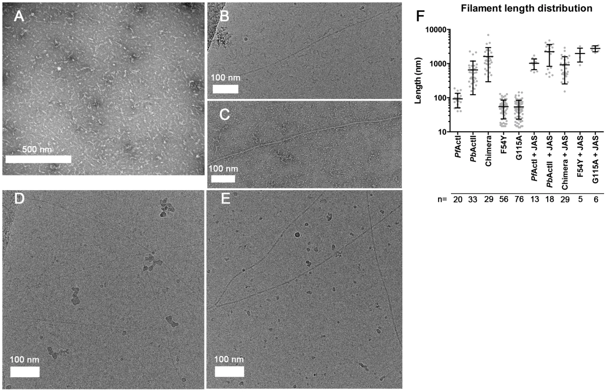 Electron micrographs of <i>Plasmodium</i> actin filaments.