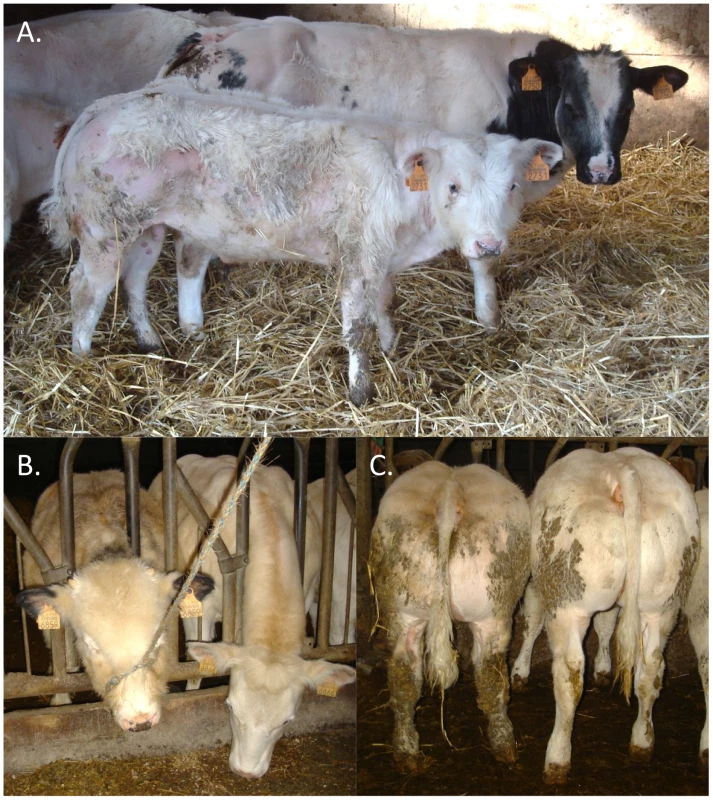 Features of animals homozygous for the <i>RNF11</i> c124-2A>G mutation.