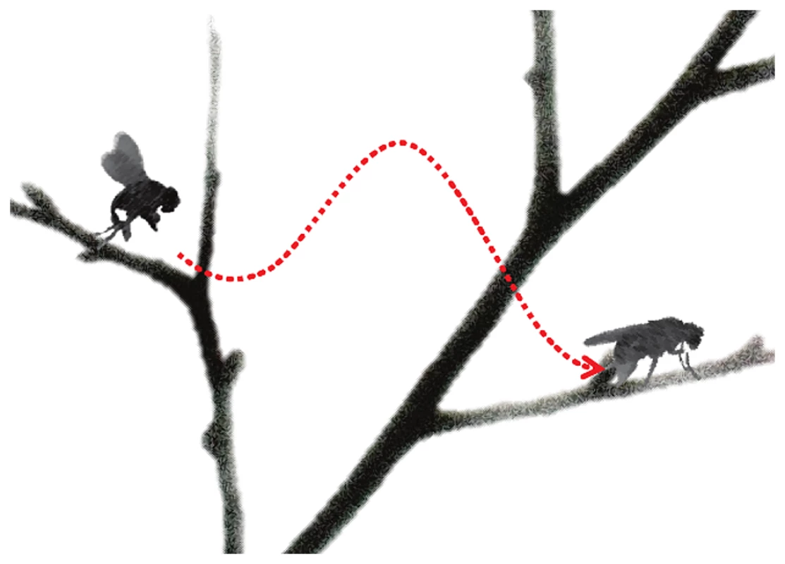 “Take off” and “landing” for fly anesthesia.