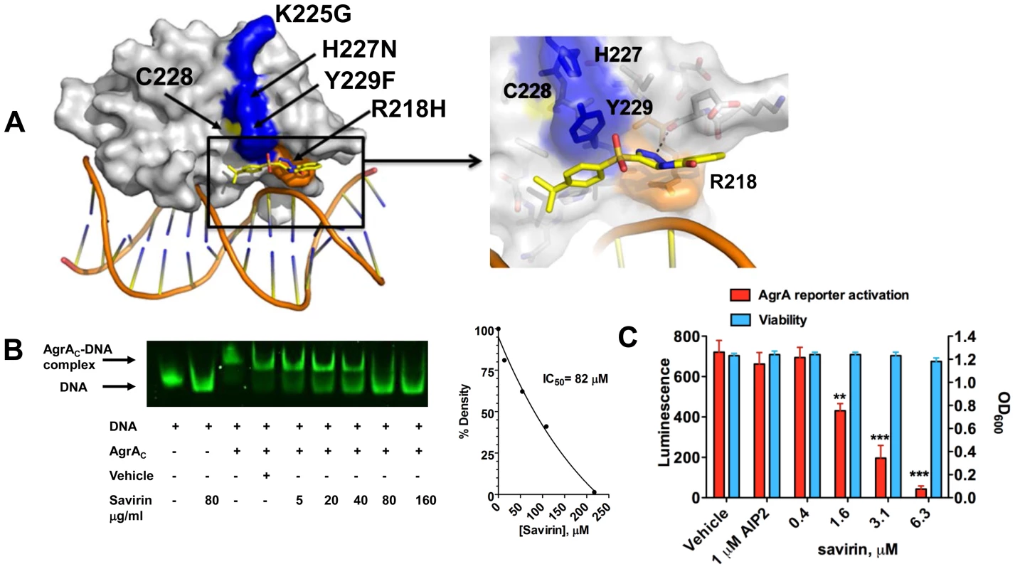 Savirin inhibits AgrA function in <i>S. aureus</i> both <i>in vitro</i> and within the organism.