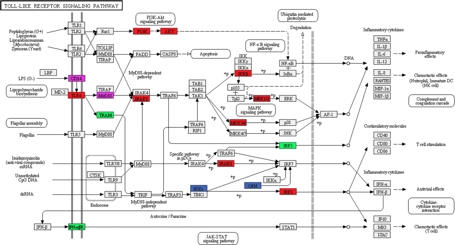 SF3a1 inhibition affects pre-mRNA splicing of many genes in the TLR signaling pathway.