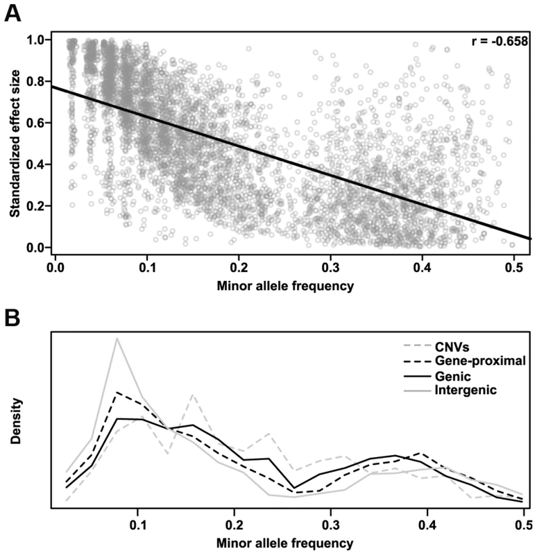 Polymorphism effect size and allele frequencies.