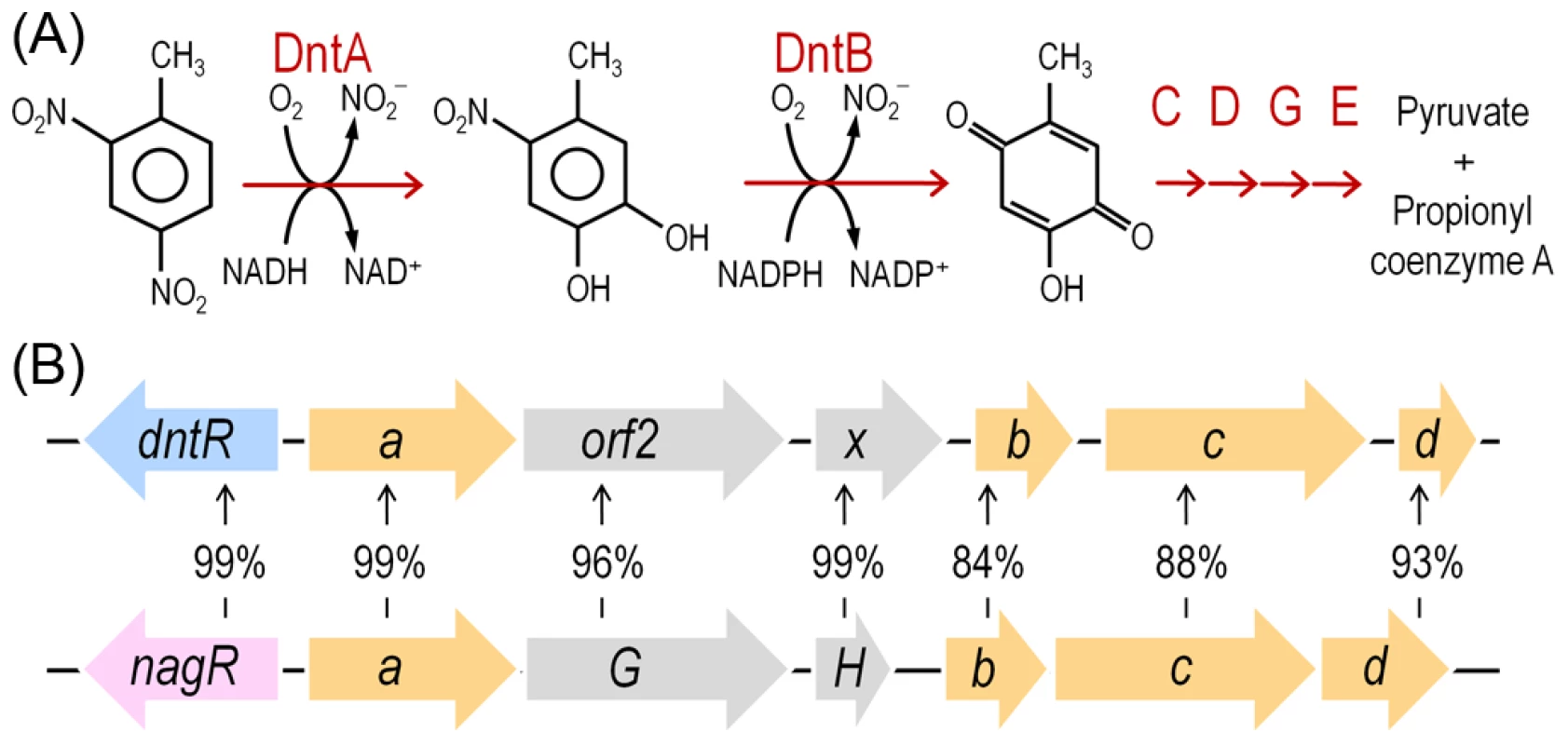 DNT mineralization pathway in <i>Burkholderia</i> sp. DNT and organization of the <i>dnt</i> gene cluster.