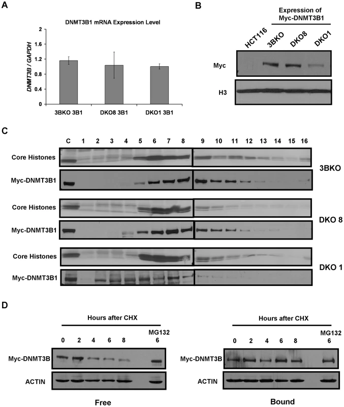 Weak nucleosome binding and selective degradation of unbound DNMT3B in the absence of elevated DNA methylation levels.