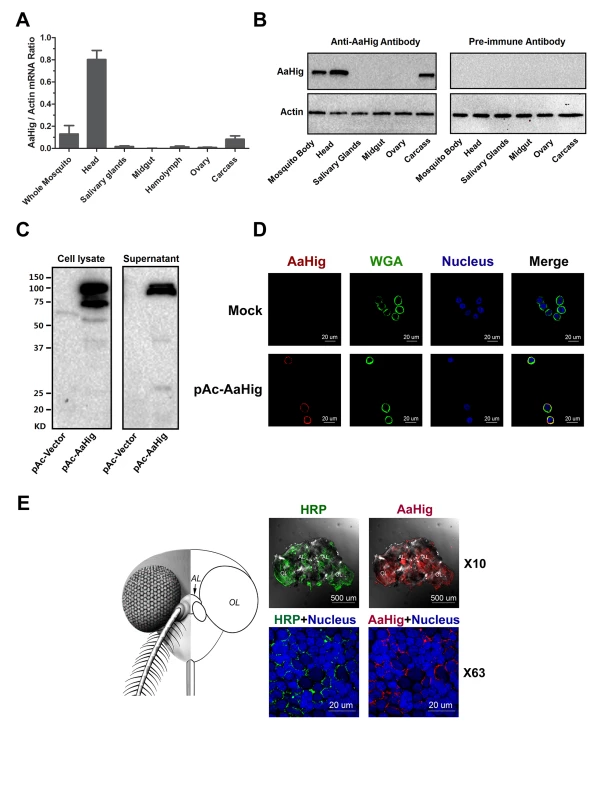 The high expression of AaHig in the brain of <i>A</i>. <i>aegypti</i>.