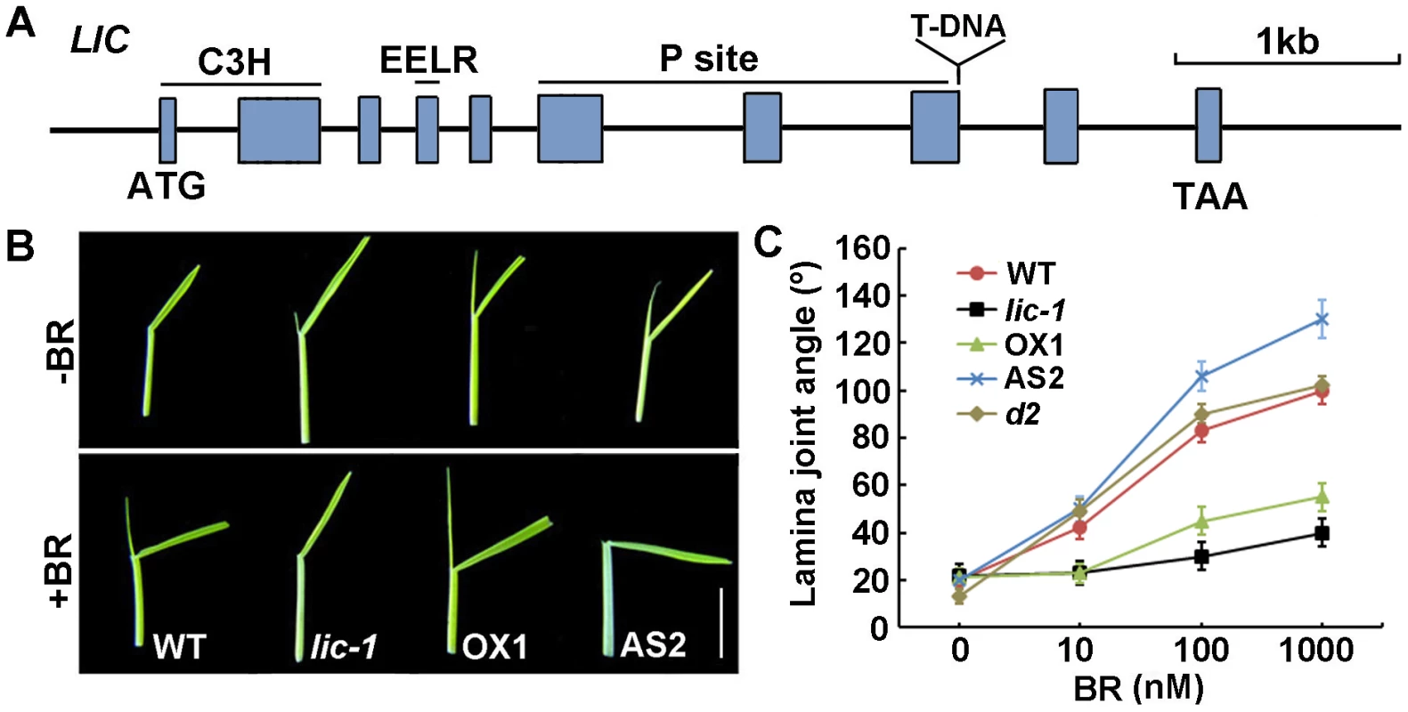 LIC negatively regulates BR signaling.