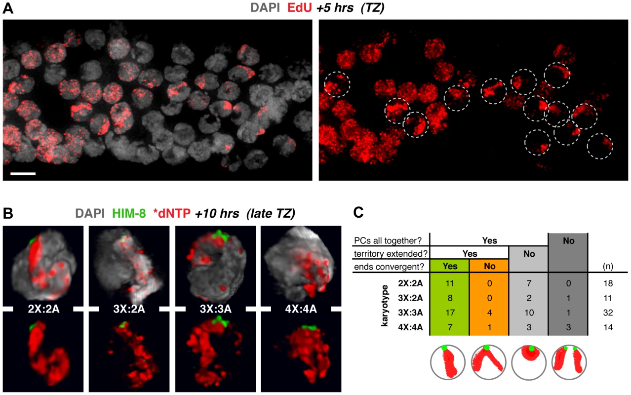 X chromosome territories usually occupy a unitary domain early in the synapsis window.