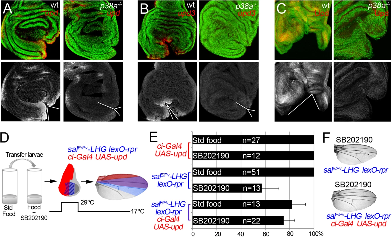 p38 controls <i>upd</i> expression.