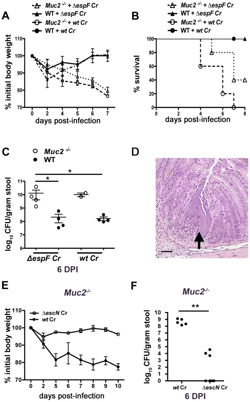 Muc2 deficiency renders mice more susceptible to attenuated strains, but susceptibility is T3SS dependent.