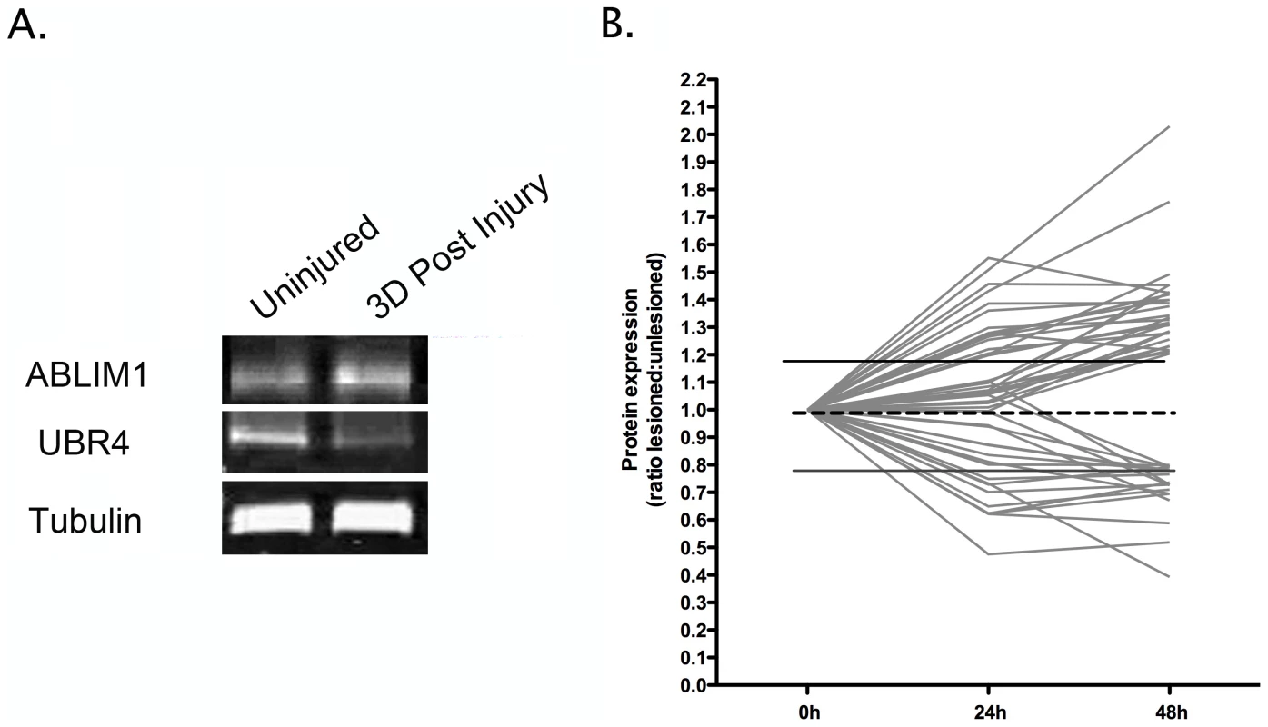 Temporal expression profiling identifies molecular changes occurring in synapse-enriched fractions from the striatum undergoing degeneration.