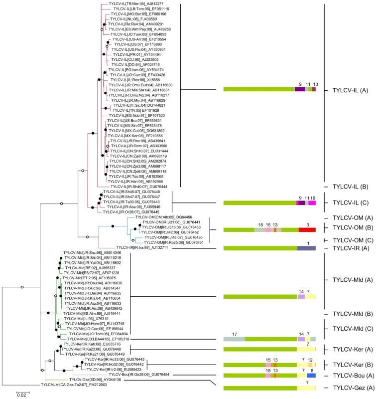 Maximum likelihood phylogenetic tree (constructed with GTR+G<sub>4</sub> selected as the best fit model by RDP3 and rooted using a tomato yellow leaf curl Mali virus, or TYLCMV, isolate) depicting the relatedness of representative TYLCV full genome sequences.