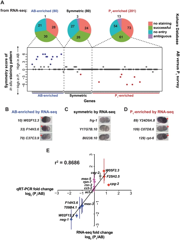 Complementary methods, <i>in situ</i> hybridization and qRT-PCR, support RNA-seq measurements.