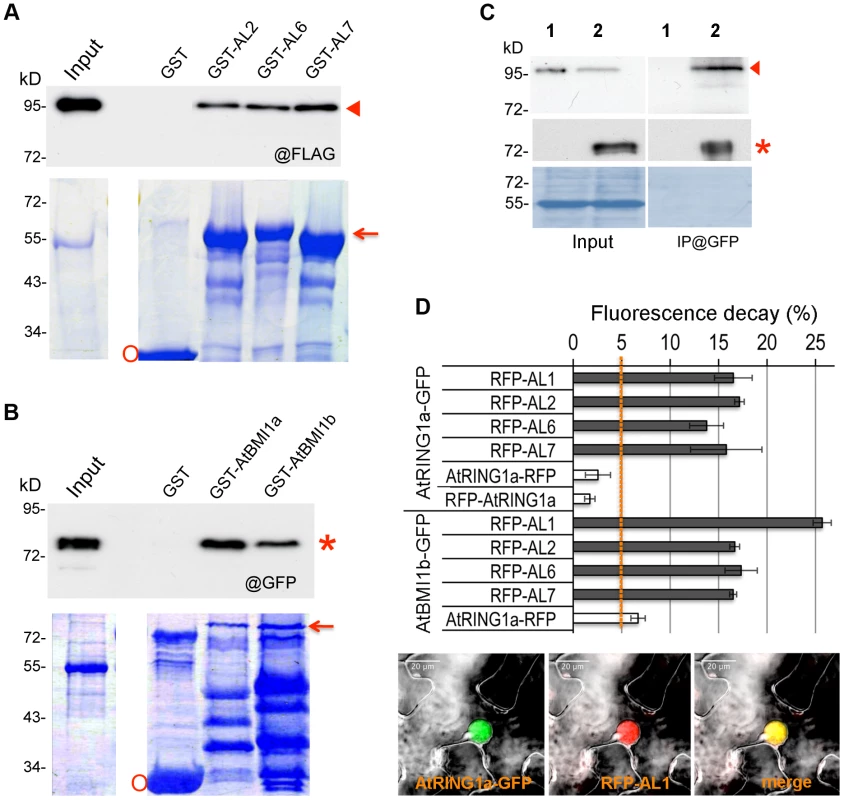 ALs physically interact with PRC1 ring-finger proteins in both <i>in vitro</i> and <i>in vivo</i> assays.