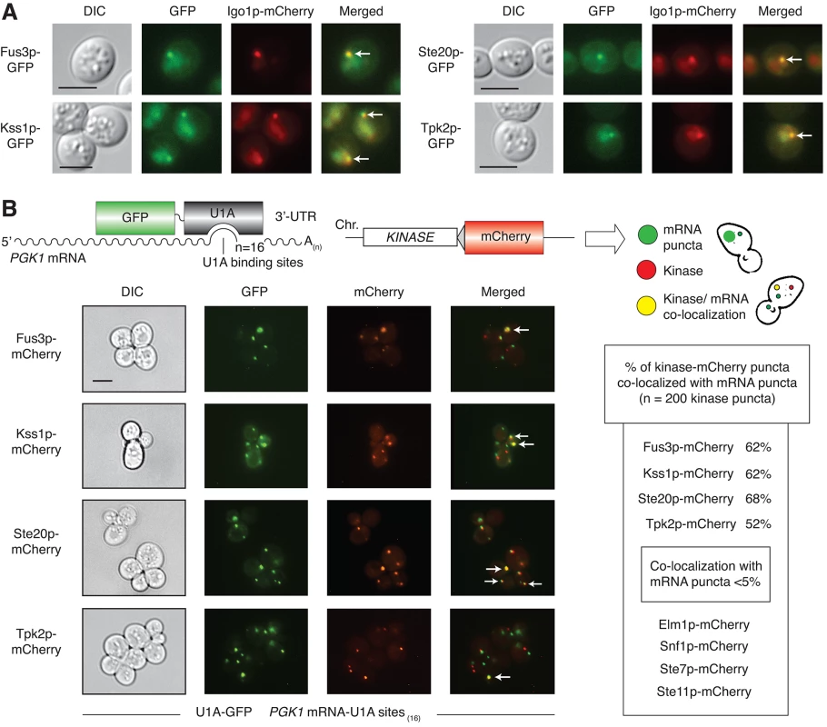Co-localization of Fus3p, Kss1p, Ste20p, and Tpk2p with mRNPs.