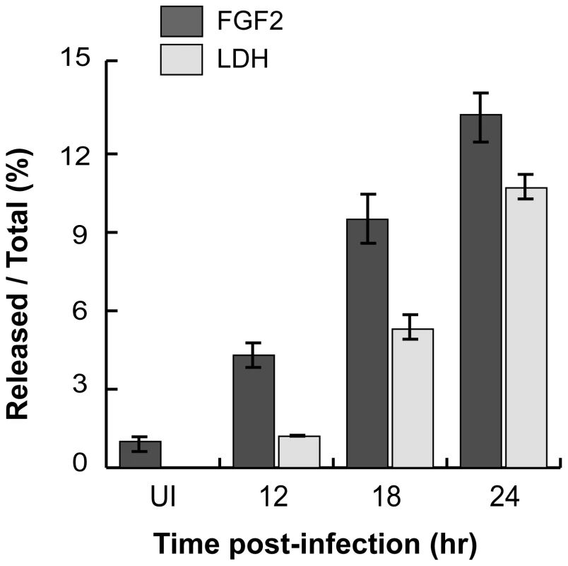 <i>C. trachomatis</i> L2-induced FGF2 release correlates with cell lysis.