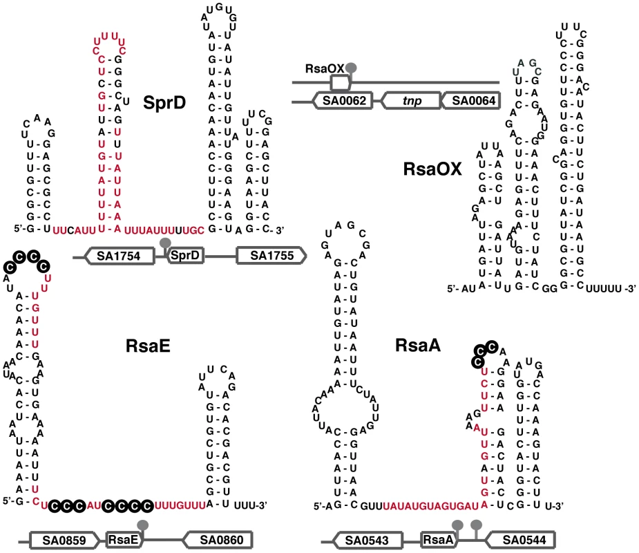 Secondary structures of selected <i>S. aureus</i> sRNAs.