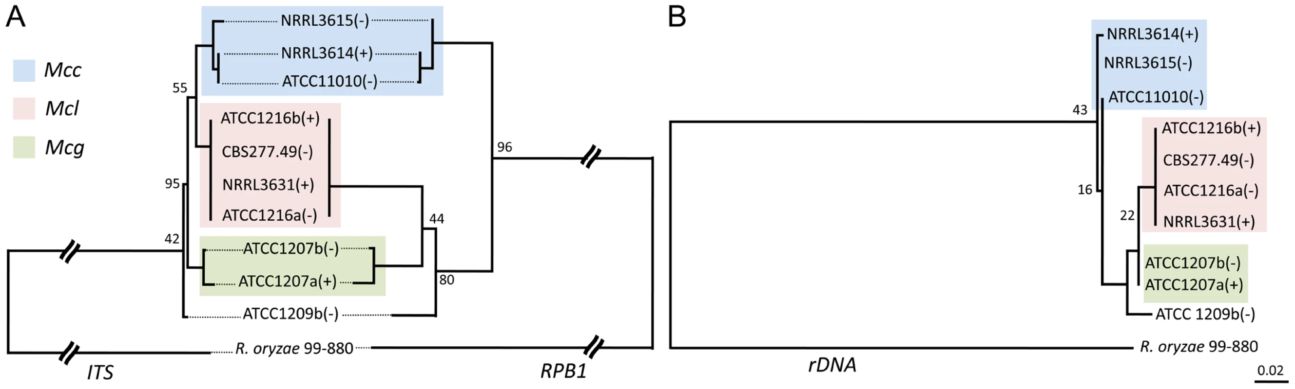 Phylogenetic relationships of the <i>M. circinelloides</i> subspecies.