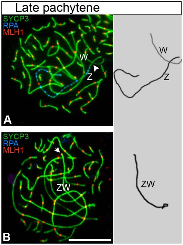 The late pachytene ZW<sup>RPA+</sup> pair has no MLH1 focus.