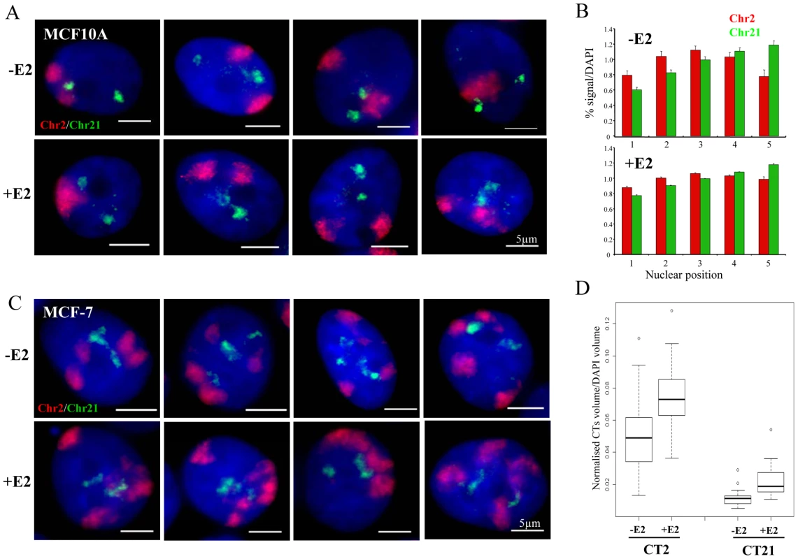 Chromosome territory organisation in MCF10A and MCF-7 cells.