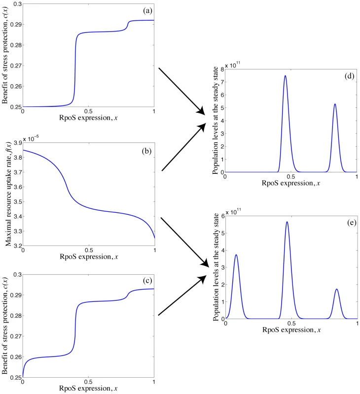 Model of the distinct levels of RpoS.