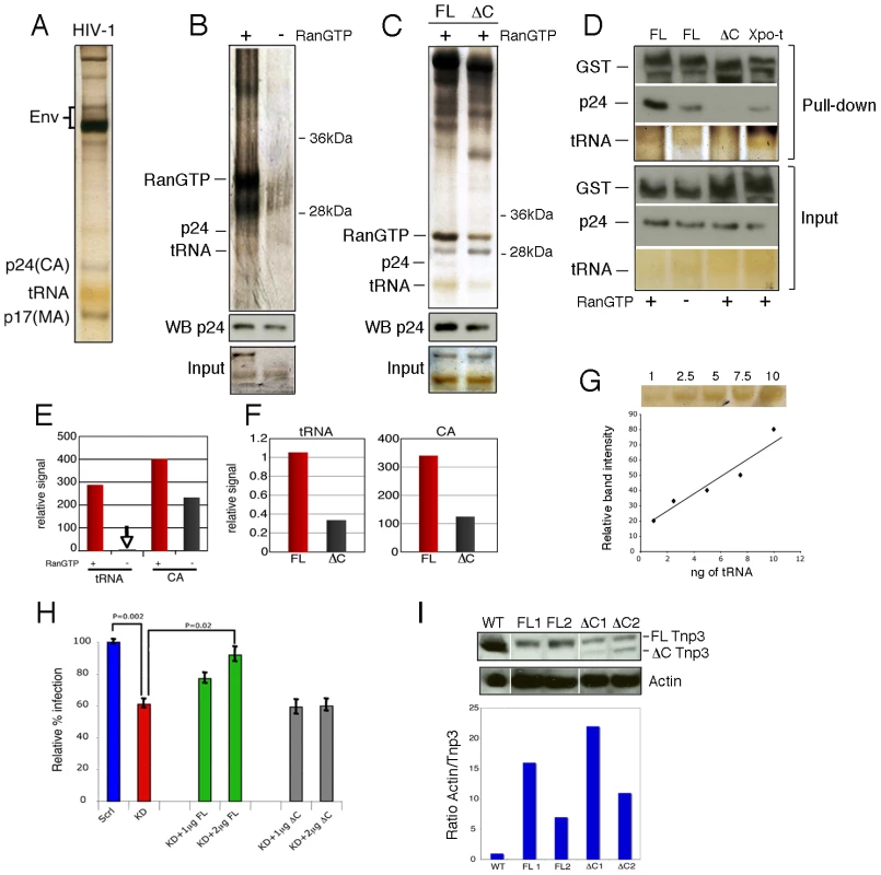 Tnp3 binds viral tRNA and CA.