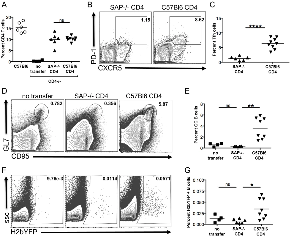 SAP expression in CD4 T cells is required for efficient establishment of MHV68 latency in B cells.