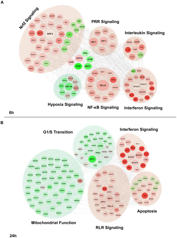 Functional characterization of genes differentially expressed by DENV2 infection.