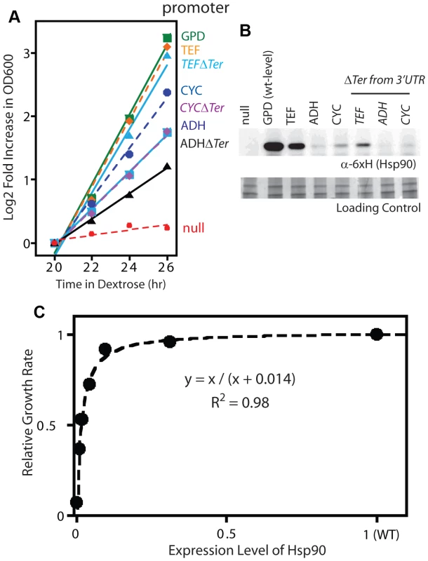 Effect of reduced Hsp90 expression on yeast growth.