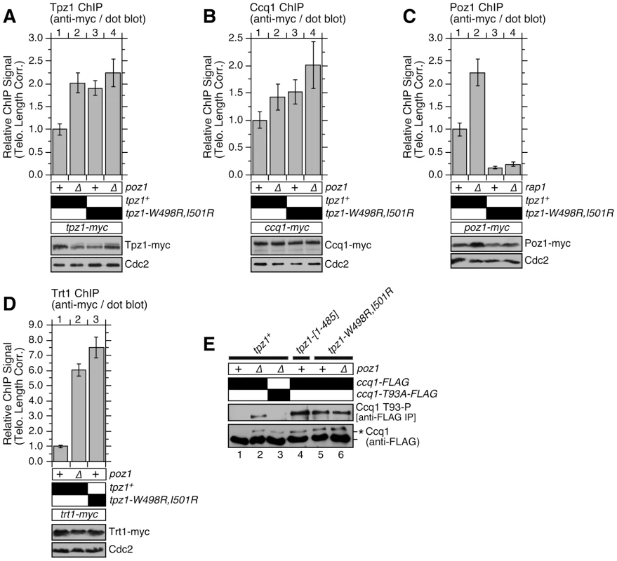 Telomere association of Tpz1, Ccq1, Poz1 and Trt1<sup>TERT</sup> in Tpz1-Poz1 interaction mutant cells.