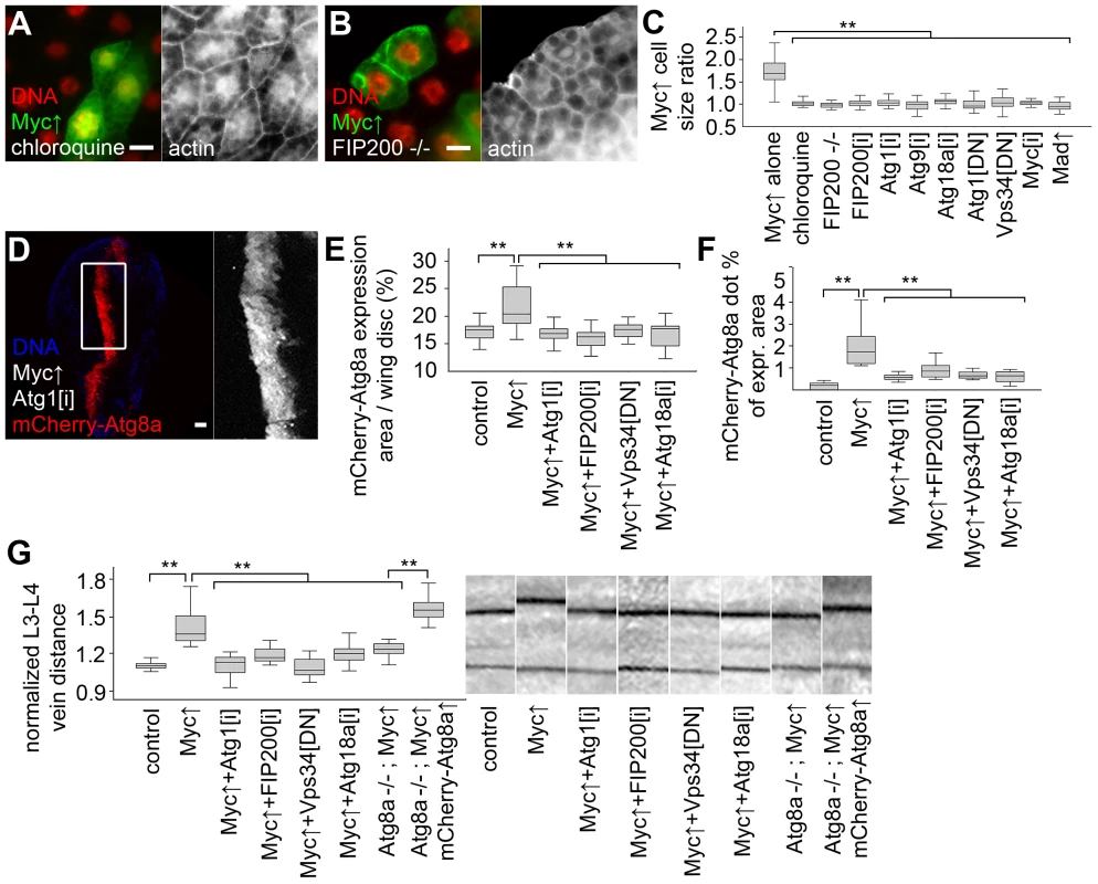 Autophagy is required for Myc-induced overgrowth.