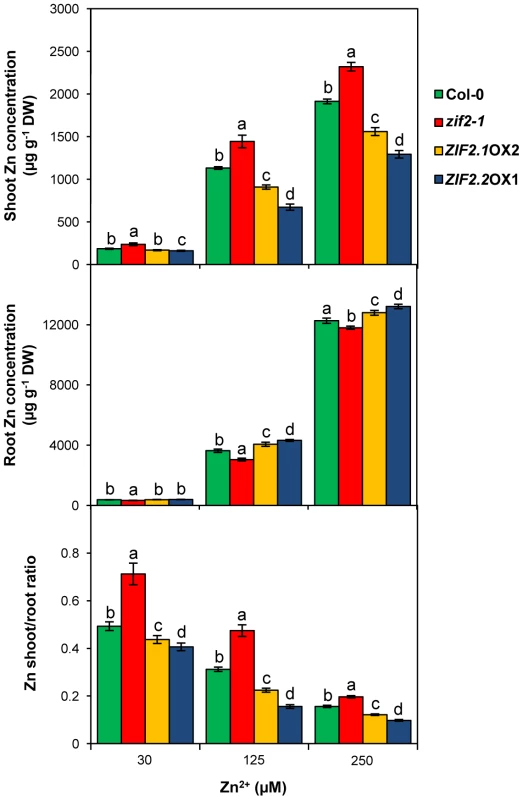 The ZIF2 transporter affects root-shoot partitioning in <i>Arabidopsis</i>.