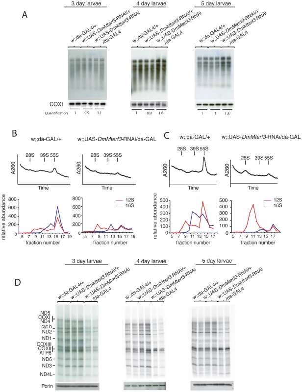 Mitochondrial <i>de novo</i> transcription, ribosome assembly, and <i>de novo</i> translation.