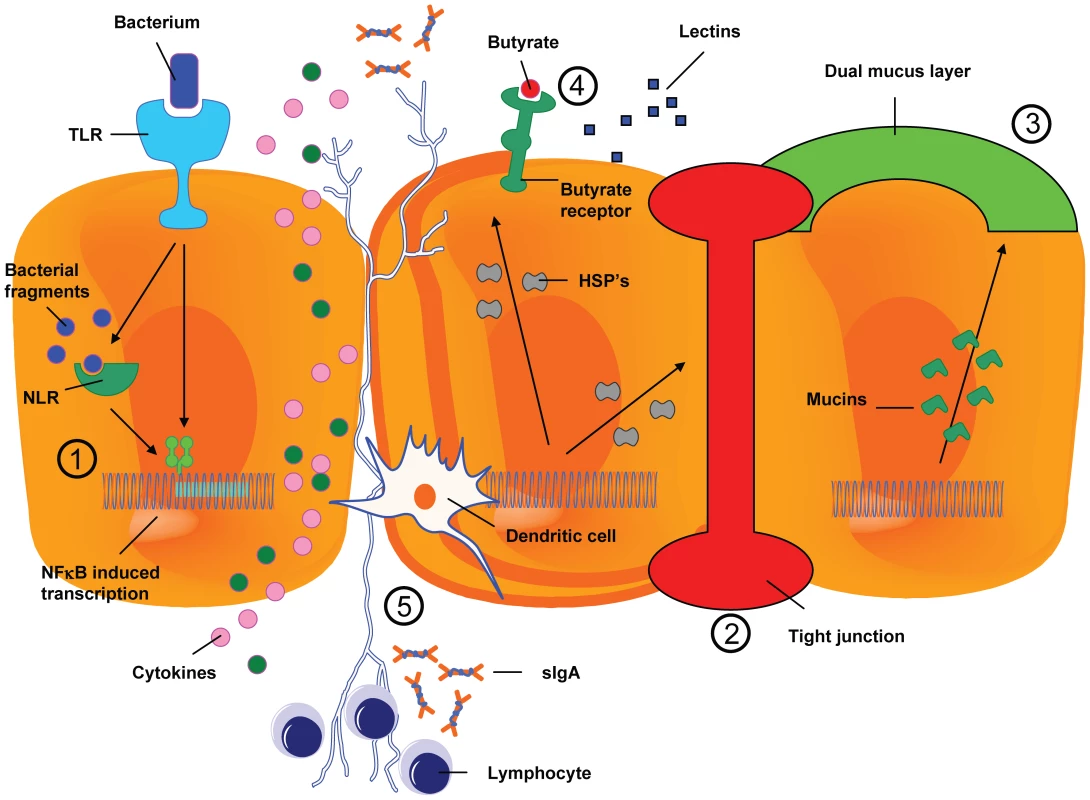 The resident microbiota interferes in the process of mucositis.