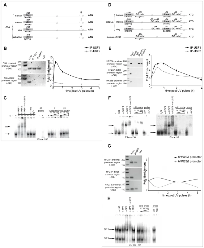 USF family members interact with <i>CSA</i> and <i>HR23A</i> proximal promoters.