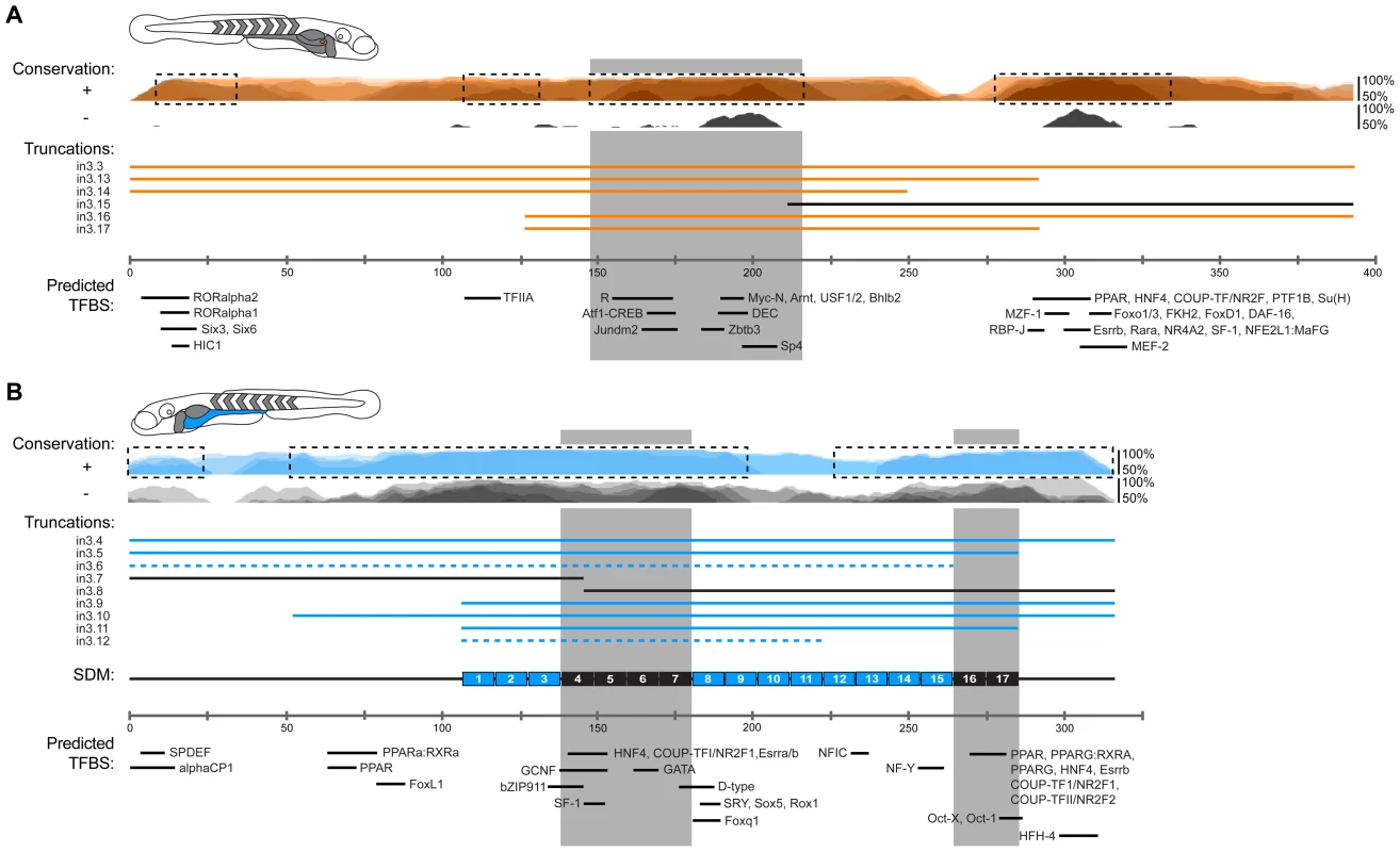 Summary of functional conservation and mapping of islet and intestinal regulatory information.