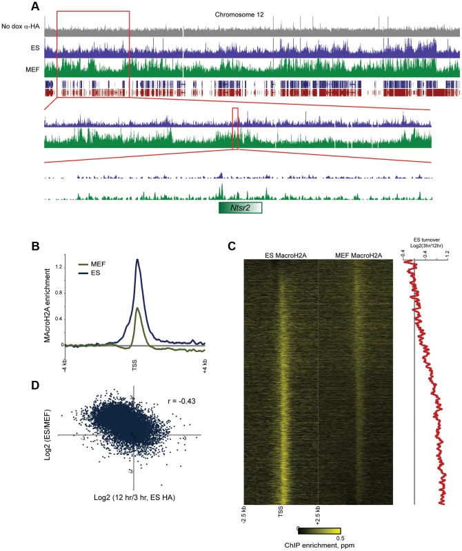 MacroH2A2 localization changes in embryonic fibroblasts.