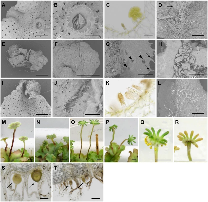 Morphological defects of <sub><i>pro</i></sub><i>MpIAA</i>:<i>MpIAA</i><sup><i>mDII</i></sup><i>-GR</i> plants.
